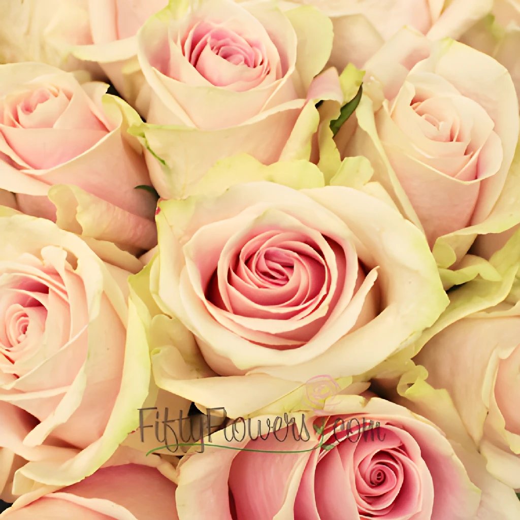 Rosita_Vendela_Pink_Rose_Close_350_0696c056