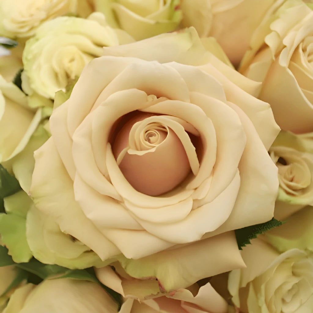 sahara-cream-rose-wholesale-flowers-close-up_b0d63